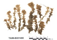 藏品(疣泥炭苔)的圖片